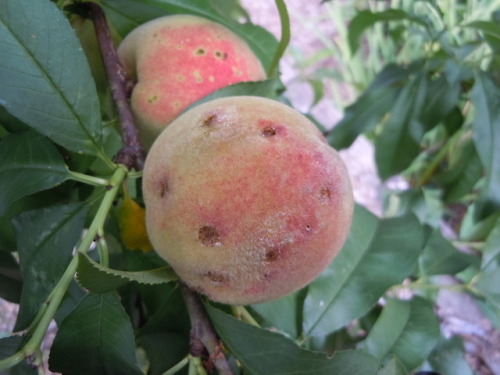 peach tree