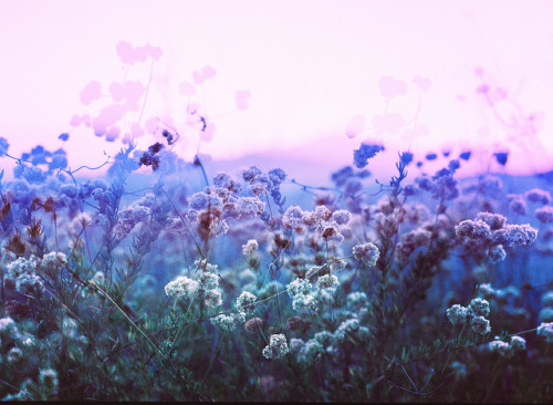 floralls:by Anthony Samaniego