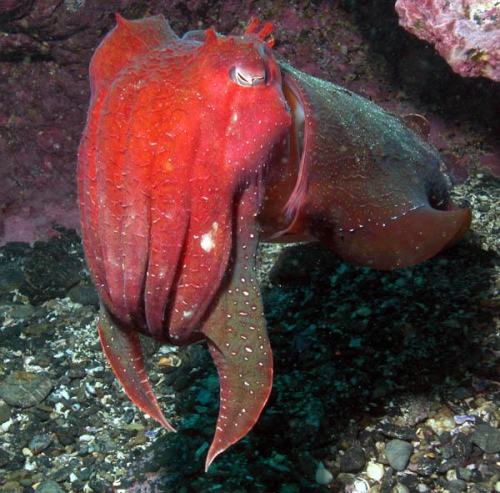 tsunamisamm:some of my favorite images of the cuttlefishSuch amazing creatures.