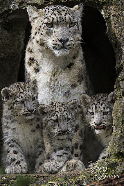 lionessleesha:  Irina and her cubs by JasonBrownPhotography on Flickr. 