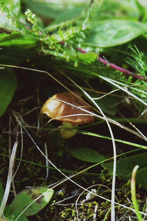 lindagoesmushrooming:Suillus granulatus