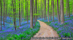 beben-eleben:  Enchanting Forests In The