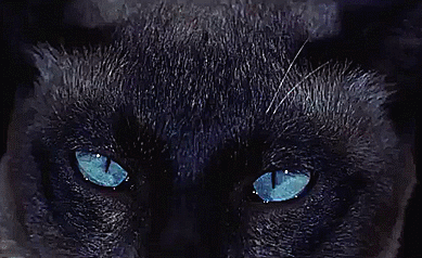 Kim Novak And Pyewacket In The Columbia Pictures/Richard Quine Supernatural Comedy-drama Bell, Book And