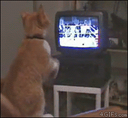 cute-overload:  Right left right, right hook, jabjabjab!http://cute-overload.tumblr.com