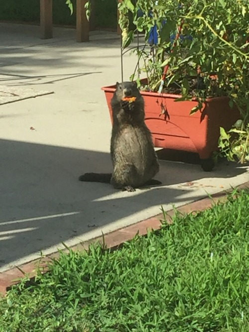 it appears my groundhog, gucci mane, likes fully ripe heirloom tomatoes.he has a new home now in t