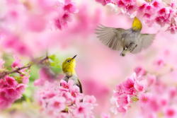 earthlynation:  (via 500px / Japanese White-eye by FuYi Chen)