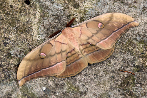 Giant Butterfly - Velikanski metulj