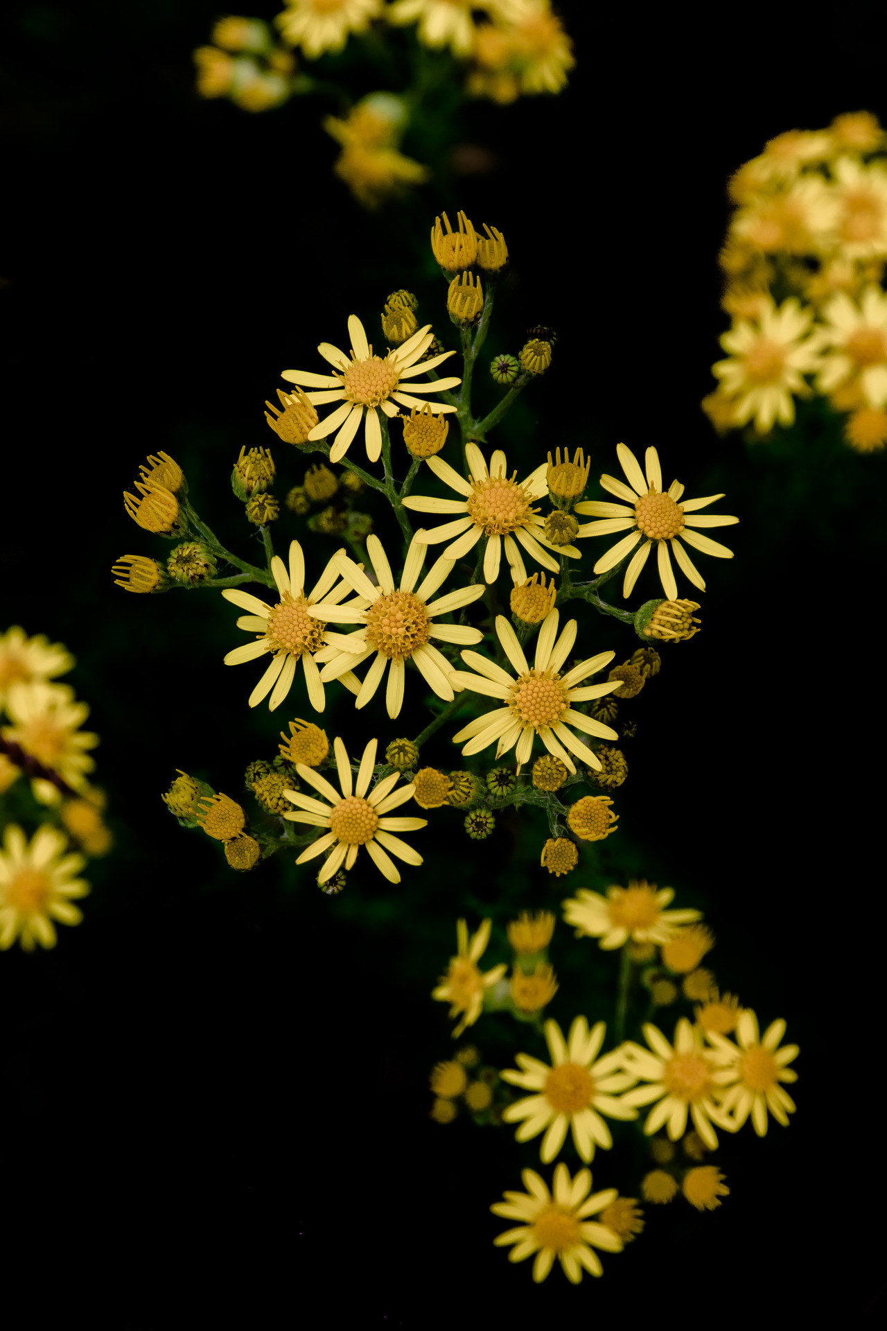 artsinmyheart: Pretty weeds 