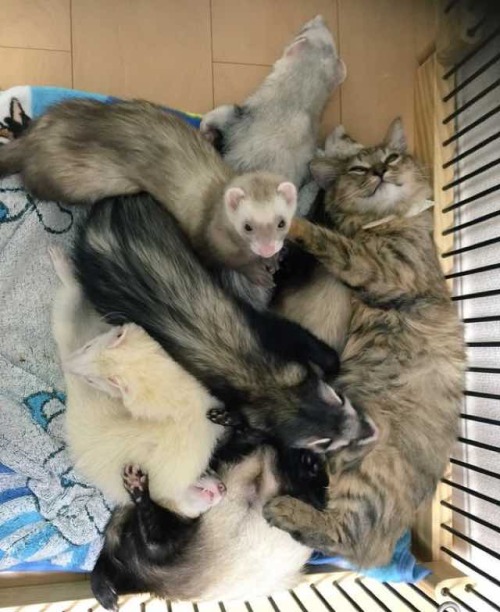 nefertsukia: hantisedeloubli: catsbeaversandducks: Komari The Cat And Her Five Ferret Brothers “