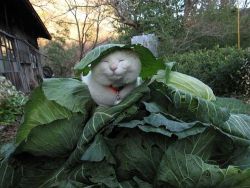 kindplant:  it’s so happy it looks so happy to be alive i want 2 be that cat 