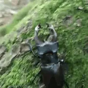 Day 3 — Favorite Insects: Beetles!