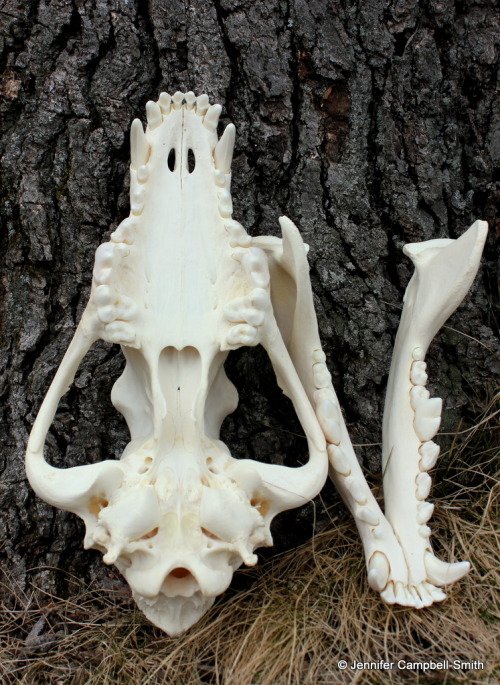 Gray wolf (Canis lupus) skull, cleaned and prepared by me.  Notice that the canines are cracked