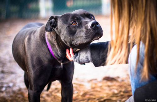 speakwithtranquility:One of the prettiest dogs I’ve ever seen. Wow. 