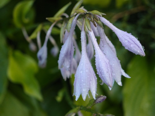 anmkosk:Hosta — plantain lily