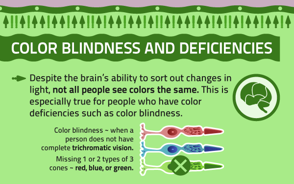 neuromorphogenesis:  The Visual Brain - Coloring Our WorldInfographic by Mezzmer
