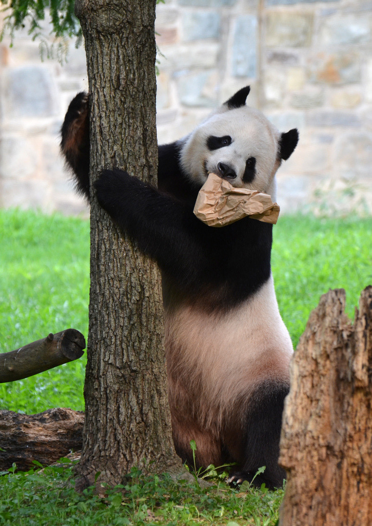 giantpandaphotos:  Tian Tian at the National Zoo in Washington D.C., US, on July