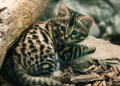 youngnoblewoman:mymodernmet:On April 8, 2014, Philadelphia Zoo welcomed three new little ones to the