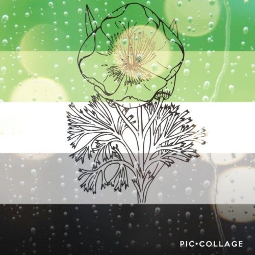 sensitivesapphics:[Image description: 4 images of the aromantic flag with flowers and rain droplets.