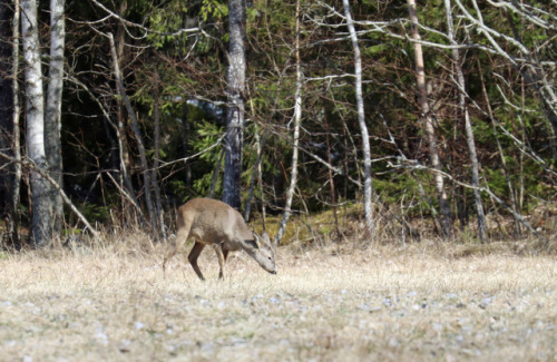 Sightings on an April afternoon walk: a red squirrel/ekorre, a song thrush/taltrast and a roe dear.