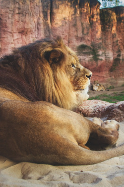 thelavishsociety:  The King by Martin | LVSH