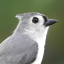 tit-mouse