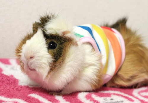 archiemcphee:  Anyone who has spent time with a guinea pig probably knows how much they love to eat 