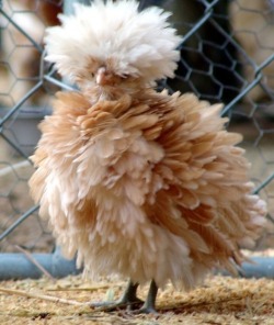 fat-birds:  This is a chicken 