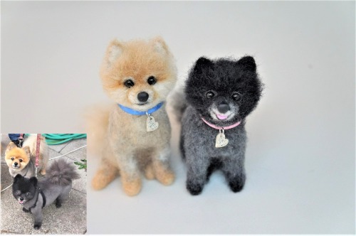  A pair of needle felted Pomerania based on the inset pet image. Have a great weekend!