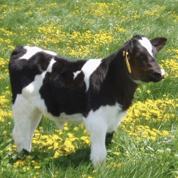 nepptune: cow appreciation post 🐮💗🐄