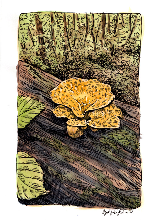 Polyporus Squamosus - found this handsome specimen at a local park and painted their portrait!Etsy /