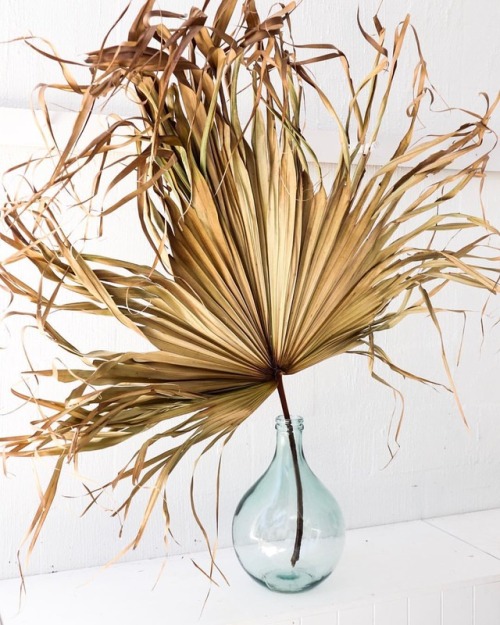 mrjasongrant:PALM Simple things  Less is more  Vase and palm @nikau.store @nikau.flowerbar  #mrjason