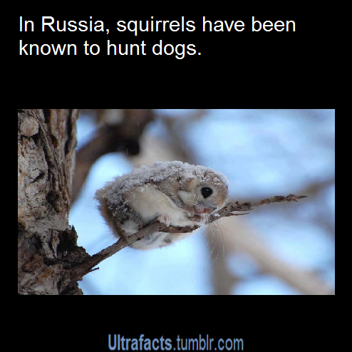 ultrafacts:  More facts? Visit the Ultrafacts tumblr Blog  
