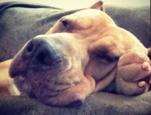 fundapetmiracle:  If anyone is able to re-blog this so we can get Bronx some help, it would be greatly appreciated. Bronx is two year old pit bull who was on the euthanasia list at San Pedro Shelter.  Second Chance Rescue drove from Vegas to save his