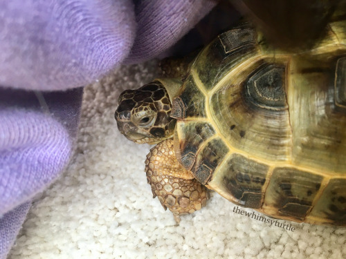 thewhimsyturtle:I love when Mom lies down on the floor and becomes a Mom cave!