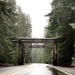 baggin-those-peaks-deactivated2:Rainier NF, Wa.  Home ❤️
