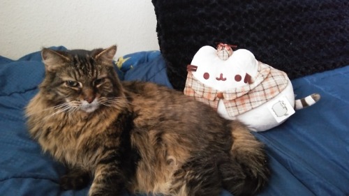 scotch-and-roses:Happy International Cat Day! Here is my fuzzy baby, Princess.