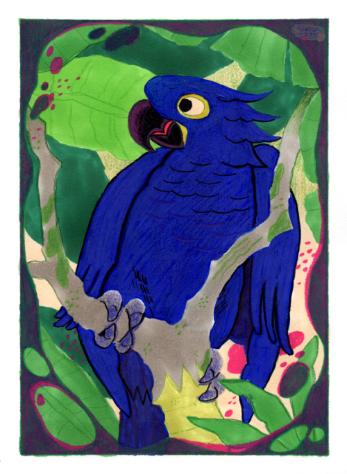 Carolina Parakeet | Hyacinth Macaw