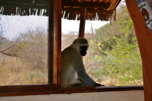 Kenyan wildlifeSome pictures I took during my safari in Kenya (Amboseli and Maasai Mara)