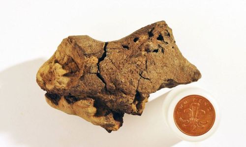 First ever dinosaur brain tissue found by beachcomberA rock pool near Bexhill in Sussex delivered a 