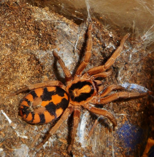 pumpkin patch (hapalopus sp. colombia small/large)pumpkin patches are tiny, voracious feeders with a