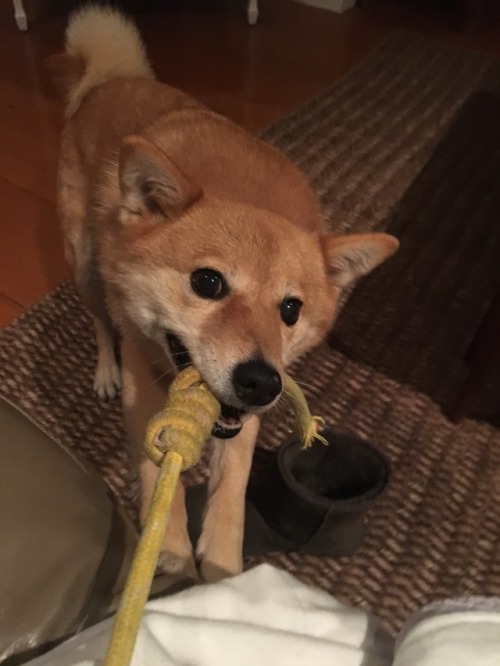 yakul-fox - Playing on the rainy day