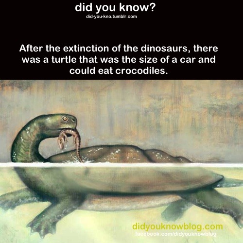 did-you-kno:  Source  Cool