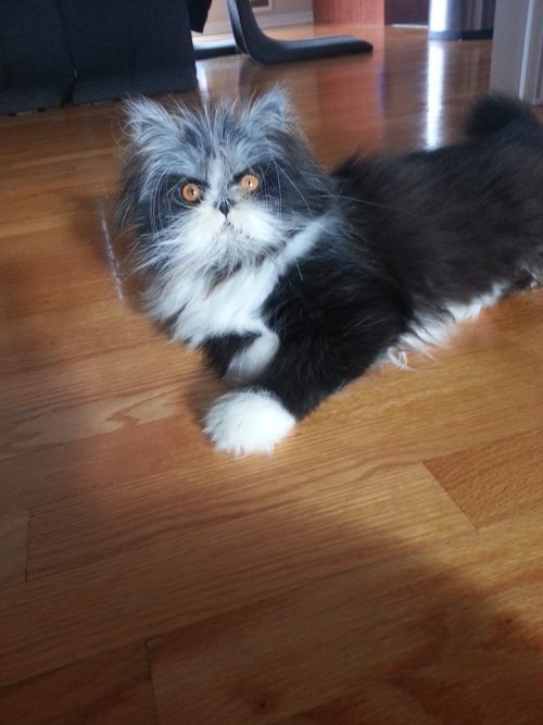 catsbeaversandducks:His name’s Atchoum and he has the furriest face ever!”Hypertrichosis is a sympto