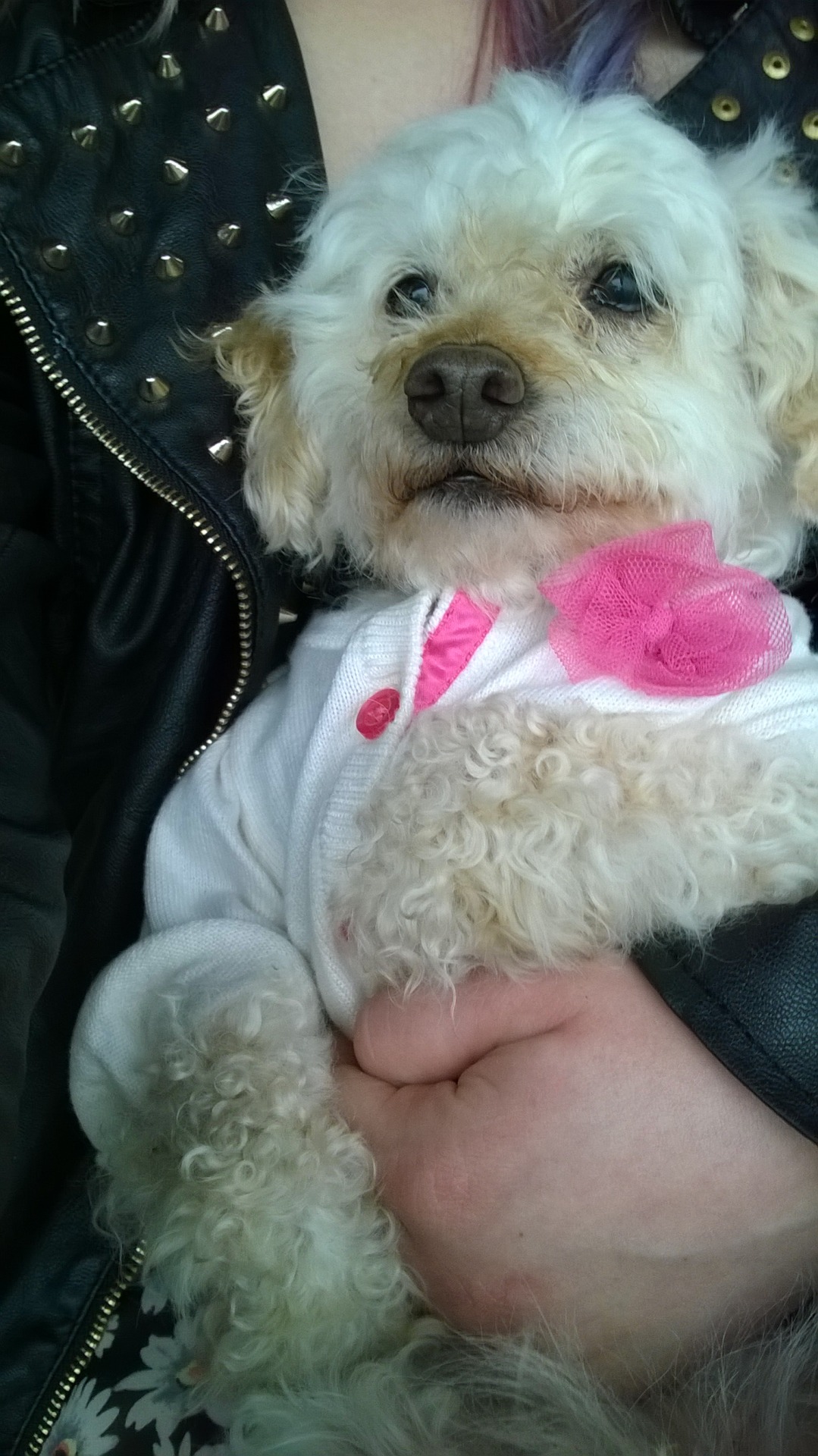 witchyfashion:  Seen this adorable little dog. I’ve had her since I was in third