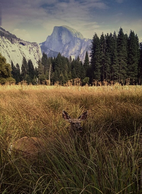 theroamer:  Wandering the meadow with a local tour  guide. 
