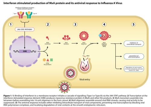 Interferon stimulated production of MxA protein and its antiviral response to Influenza A Virus | De