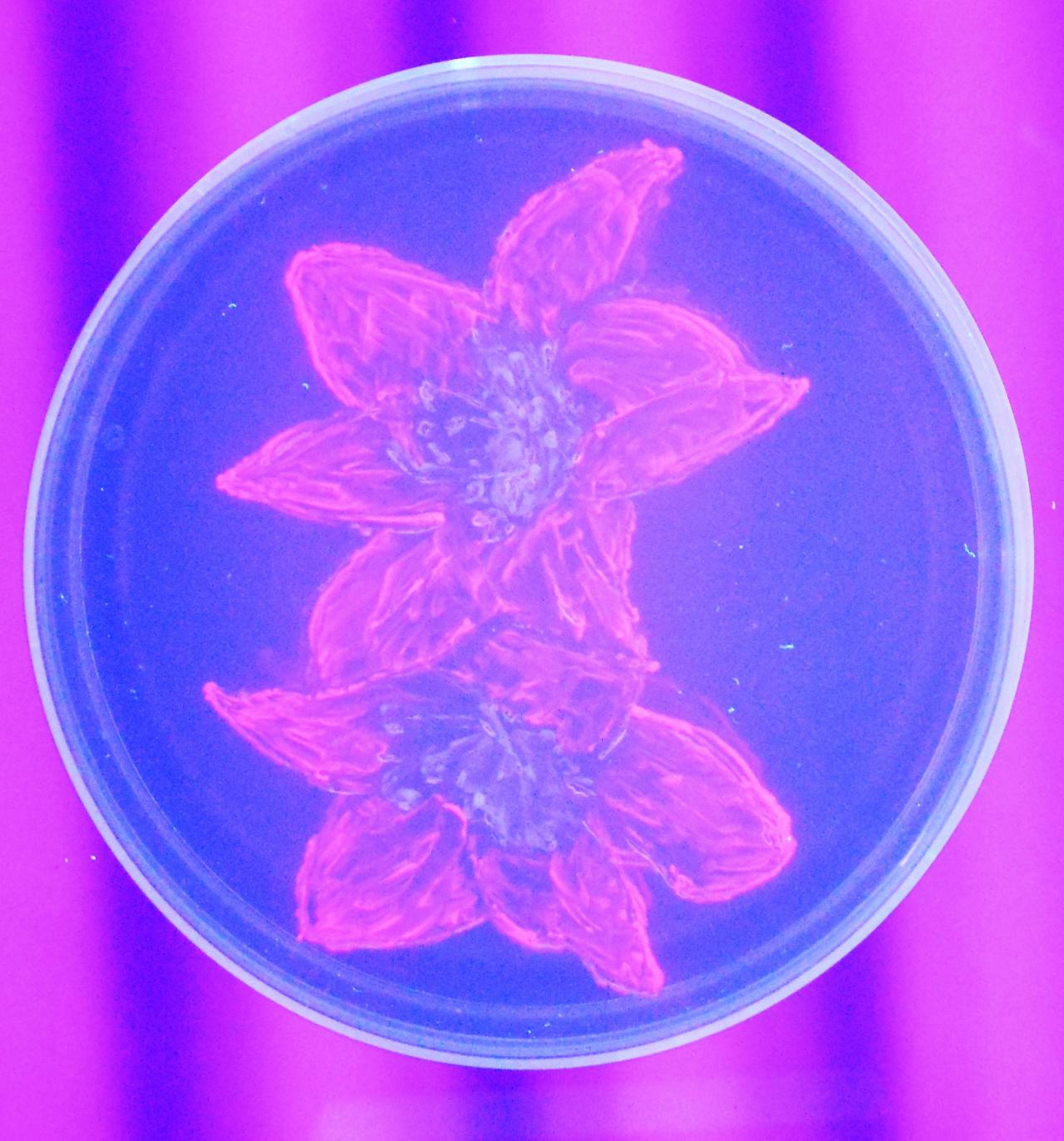 Beautiful bacteria: winners of the 2015 Agar Art Competition | See full galleryMicrobes and germs were used to paint masterpieces on a canvas of agar jelly in a competition run by the American Society for Microbiology. Scientists from around the...