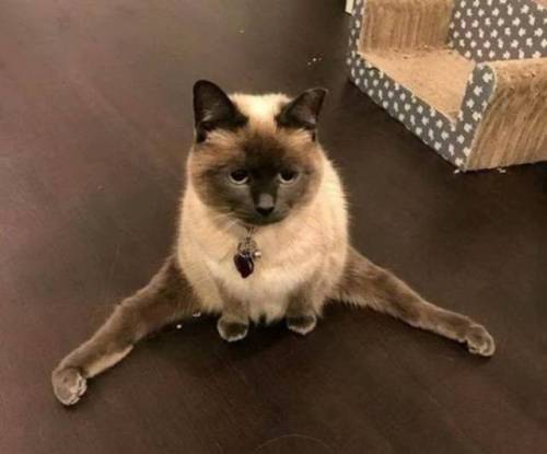 catasters:My First Ballet Class“Can Anyone Help Me Please?!?”