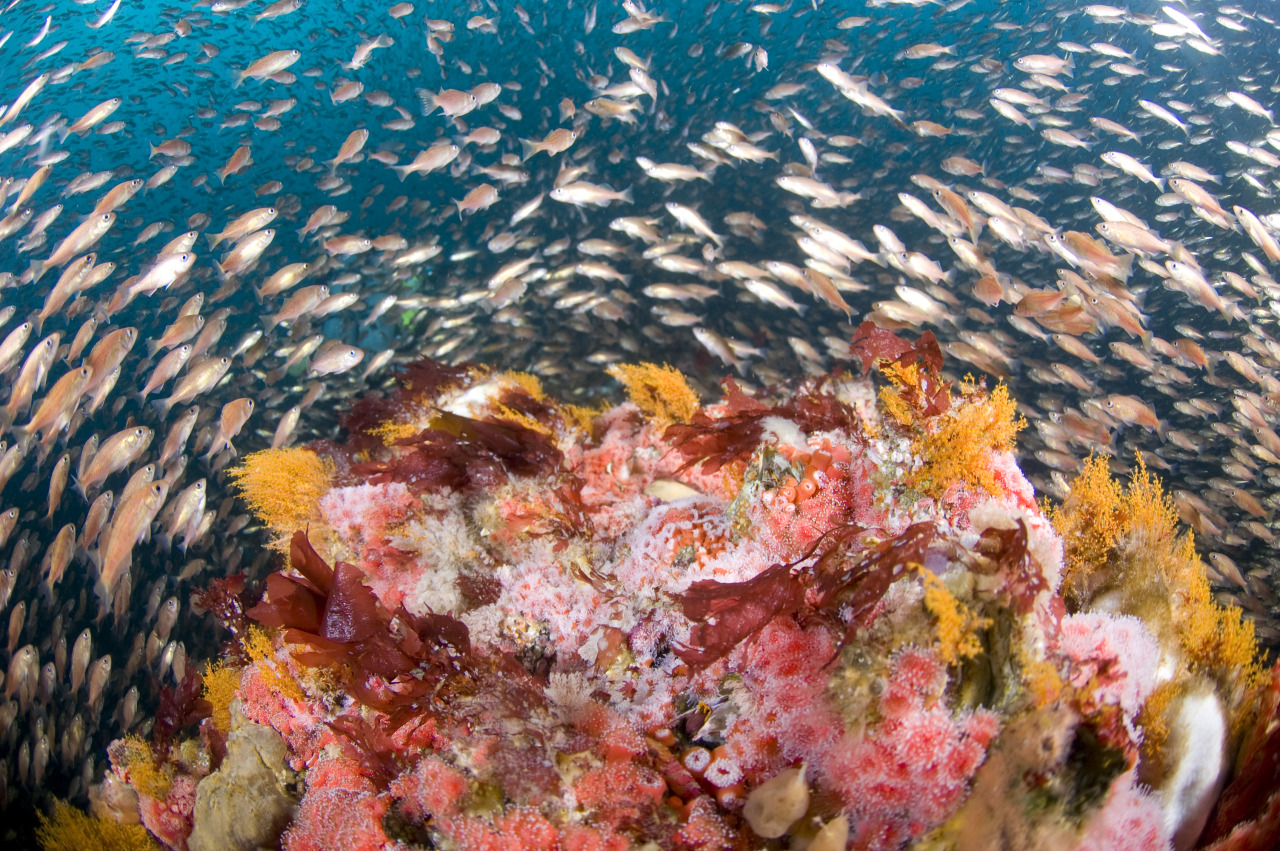whitehouse:  President Obama is expanding two marine sanctuaries to help protect