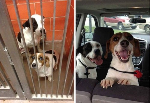 lazyproblems - 20 Before and After Photos of Adopted Dogs and...